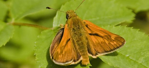 Large skipper butterfly sunning itself - Paul Lane - Paul Lane